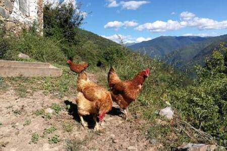 养殖跑山鸡赚不赚钱,养殖跑山鸡成本与利润分析_山鸡养殖