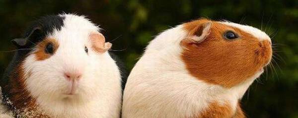 豚鼠能活多久_养殖问答