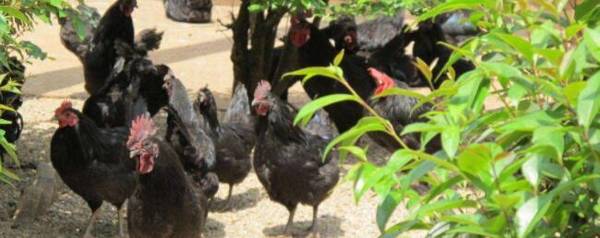 绿壳蛋鸡产蛋周期多长_养殖问答