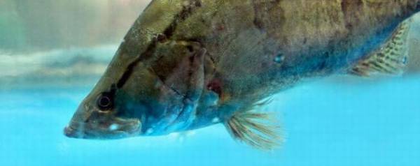 鳜鱼的种类有哪些?_养鱼