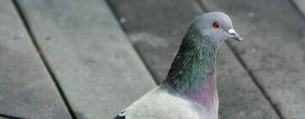 鸽子拉稀怎么办,吃什么药?_养殖问答