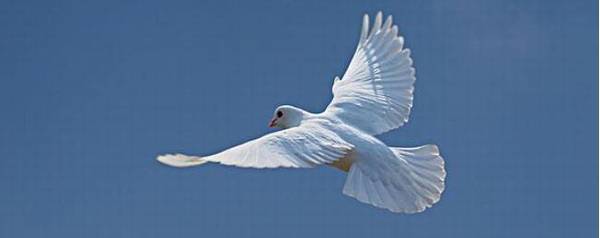 鸽子飞行速度是多少_养殖问答