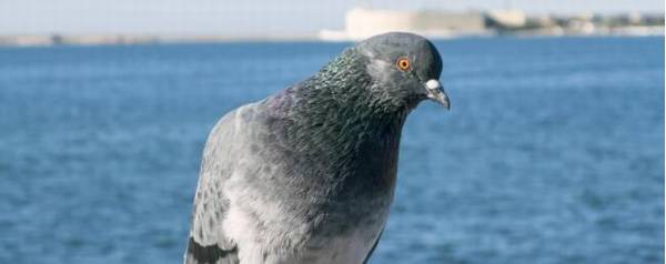 鸽子会不会认识主人_养殖问答