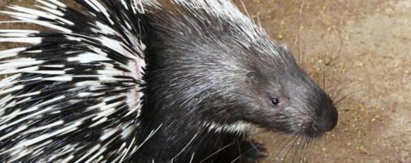 豪猪的刺怎么射出去_养殖问答