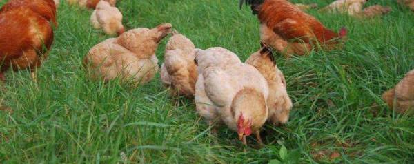 土鸡喂什么下蛋多?_养殖问答