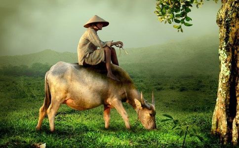 怎样给牛年顾姓女生起名字