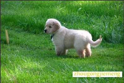 梦见被狗追 梦见被狗追