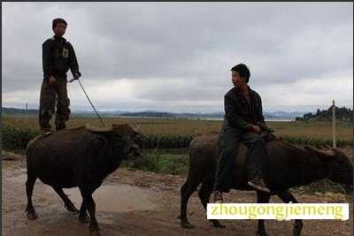 梦见骑在牛身上