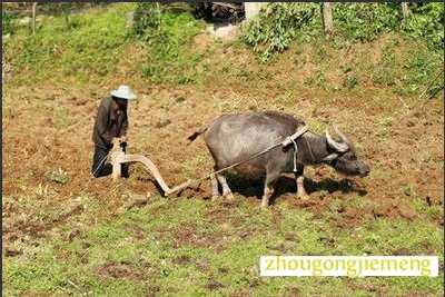 梦见在田园里耕作