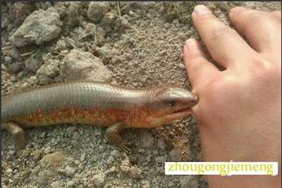 梦见别人被蛇咬